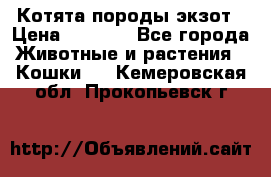 Котята породы экзот › Цена ­ 7 000 - Все города Животные и растения » Кошки   . Кемеровская обл.,Прокопьевск г.